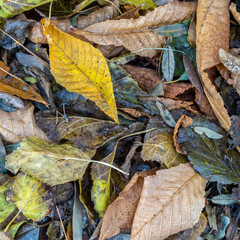 A feast of color created by autumn leaves lay flat on the ground. Natural earthy background.