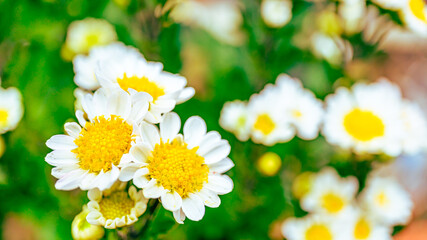 白の寒菊