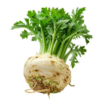 Freshly harvested celeriac with vibrant green leaves on display against a transparent background