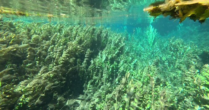 Underwater Kelp Forest in Blue eye river, Albania. Green Seaweed leaves in Turquoise and green water scenic aerial view in Muzine, Finiq, Albania, Europe.