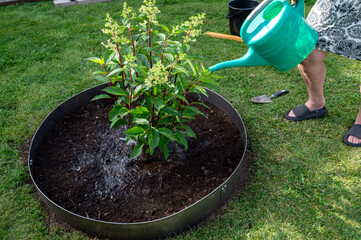 Person watering newly planted bush in garden
