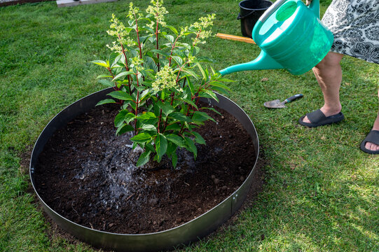 Person watering newly planted bush in garden - Powered by Adobe