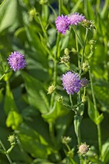 Closeup of knautia dipsacifolia, also known as forest widow flower or wood scabious.