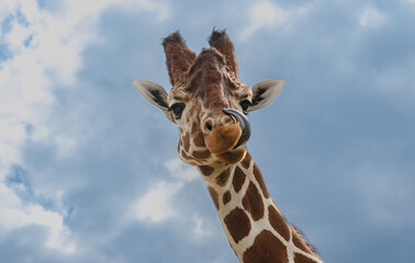 Cheeky Giraffe Playfully Sticking Out Its Tongue
