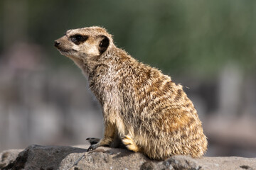 Meerkat Sitting on a Rock with a Softly Blurred Background