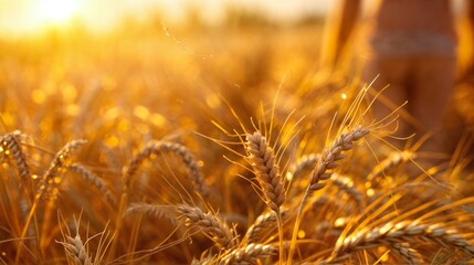Fototapeta premium Close-up of golden wheat ears in a field at sunset, with soft focus and warm, glowing light highlighting the scene..