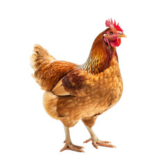 Fototapeta premium A vibrant brown chicken standing on a white surface, showcasing its plumage and distinctive features in a well-lit environment