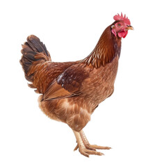 Fototapeta premium A beautiful brown hen stands proudly against a transparent background showcasing its vibrant plumage during a sunny afternoon