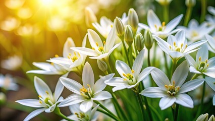 White Ornithogalum flowers growing in shadow with shallow depth of field
