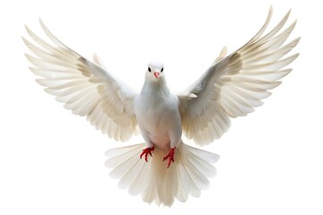 white pigeon flying in the sky on isolated white background © methinee