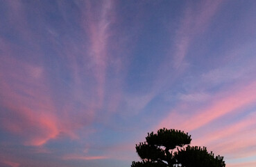 ピンク色の雲の夕焼け空と松の木のシルエット