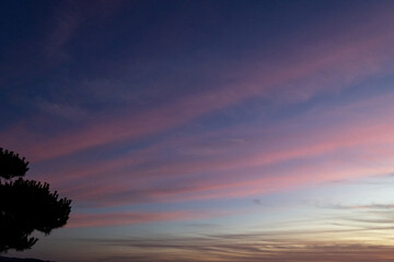 ピンク色の雲の夕焼け空と松の木のシルエット
