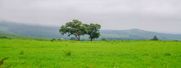 Serenity in a Hokkaido Meadow: Lone Tree on a Misty Field