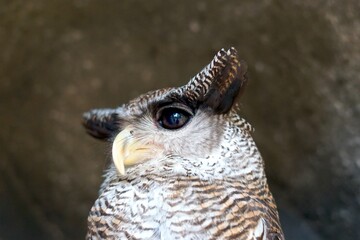 Barred eagle owl (Bubo sumatranus) locally known as beluk jampuk or malay eagle owl