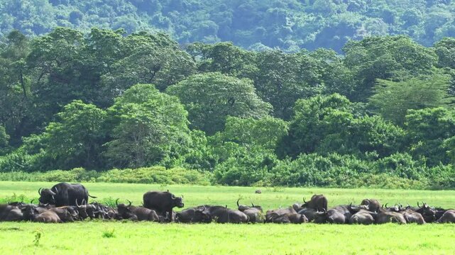 A scene in a lush field with grazing buffalo, Arusha National Park, Tanzania