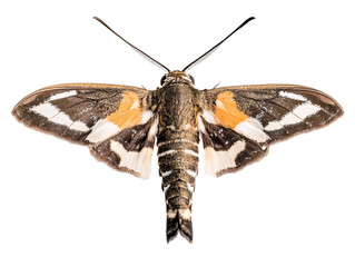 a close up of a moth