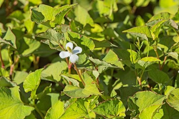 Obraz premium Closeup of houttuynia cordata, also known as fish mint, fish leaf, rainbow plant, chameleon plant, heart leaf, fish wort, or Chinese lizard tail.