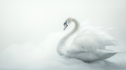 A Graceful White Swan in Soft Light
