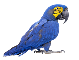 a blue parrot with yellow beak