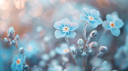 A macro photograph of delicate blue forget-me-not flowers blooming in a garden providing a soft and charming floral background.