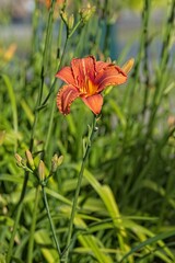 Closeup of hemerocallis fulva , the orange day-lily, tawny daylily, corn lily, tiger daylily,...