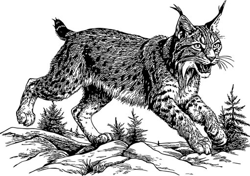 recommend clip art: Lynx. Forest predator. Engraving style.