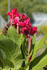 Closeup of canna x generalis or Canna Lily, is a species of flowering plant in the family cannaceae.