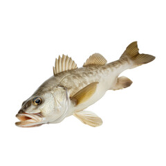 Freshly caught fish on a white surface showcasing its smooth scales and prominent fins, ideal for cooking or as a specimen for study