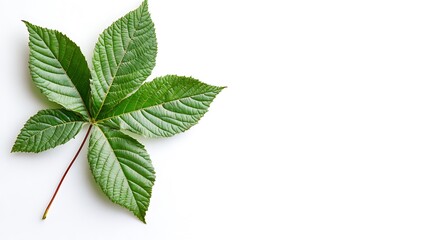 Fototapeta premium A Single Horse Chestnut Leaf