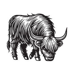 Fototapeta premium Black and White Highland Cattle Illustration – Highland Cow Vector Clipart Design