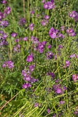 Closeup of sidalcea neomexicana also known by the common names salt spring checkerbloom, Rocky Mountain checker-mallow, and New Mexico checker is a species of flowering plant in the mallow family.