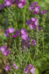 Closeup of sidalcea neomexicana also known by the common names salt spring checkerbloom, Rocky Mountain checker-mallow, and New Mexico checker is a species of flowering plant in the mallow family.