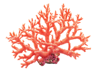 a coral with red spiky branches
