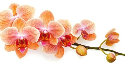 Pink Orchid Flowers on a White Background