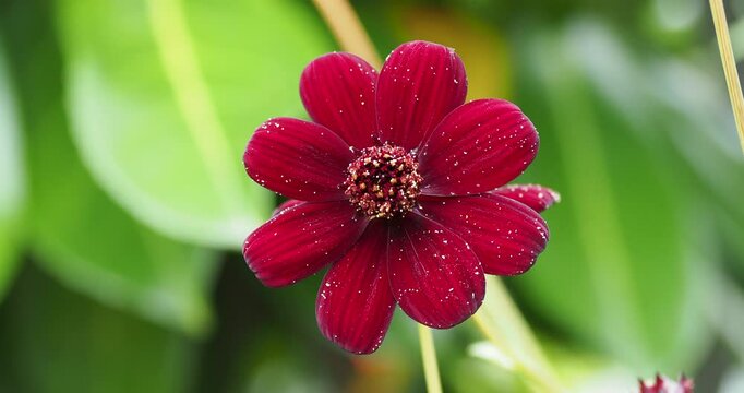 A chocolate cosmos (Cosmos atrosanguineus) with a purple to dark red flower head with a velvety appearance surrounding a disk of tubular flowers on stem