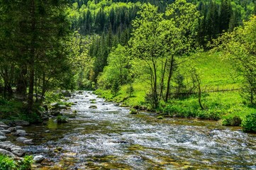 Summer by the mountain stream