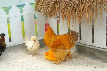 Brahma chickens in the zoo