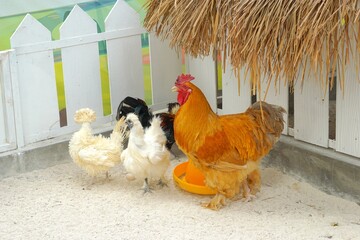 Brahma chickens in the zoo