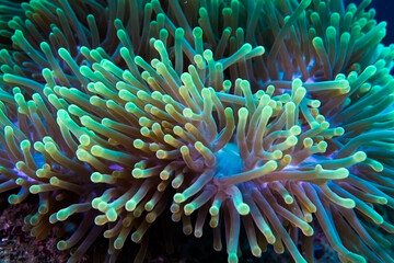 clown fish in anemone
