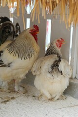 Brahma chickens in the zoo