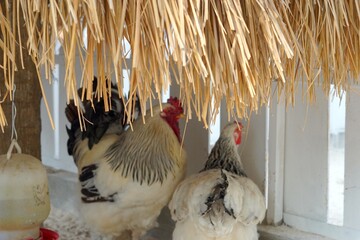 Brahma chickens in the zoo