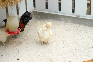 Brahma chickens in the zoo