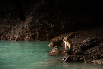 Obraz premium Monkey Sitting on Rocky Surface in a Dimly Lit Cave