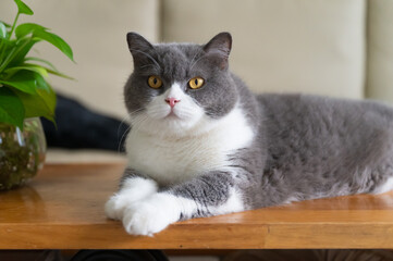 British shorthair cat lying on table