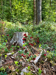 Lingonberries grow in the forest near a stump. Photo