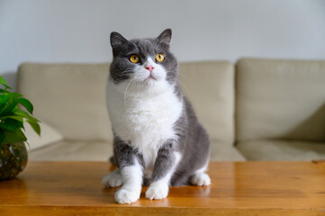 British shorthair cat sitting on a table