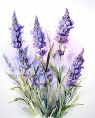 Fototapeta premium Watercolor Painting of Lavender Flowers on White Background.