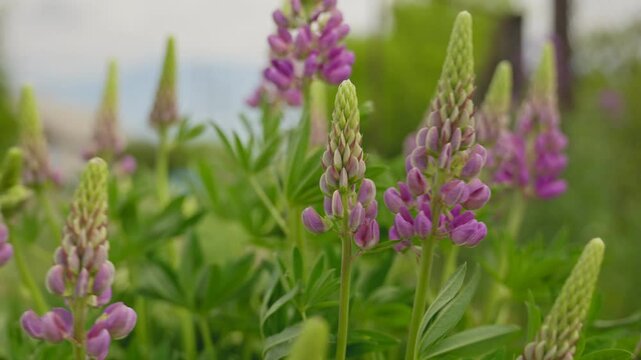 Lupine flowers in close-up stagger from the breeze. Close-up view of the colorful field with lupine wildflowers 