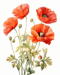 Fototapeta premium Poppy flower in watercolor style. Botanical illustration