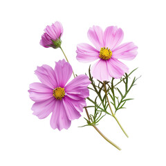 Delicate pink cosmos flowers with green leaves arranged on a transparent background showcasing their natural beauty and vibrant colors
